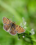 BB 13 0532 / Melitaea cinxia / Prikkrutevinge